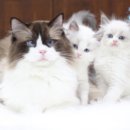 수원고양이분양 도레미캣 이미지