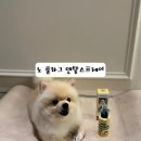 한국덴탈 | [강아지 치약 추천] 입냄새 제거엔 몽셰펫 노! 플라그 덴탈 스프레이 사용 후기