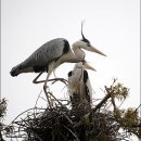 백로와 같이 살지만 백색이 아니라 슬픈 새...왜가리(Grey Heron) 이미지