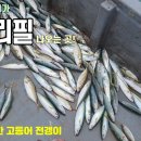 돼지 고등어와 전갱이가 바글바글한곳 누구나 가시면 100마리는 기본!! 이미지