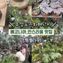 아이플라워 - 수원시 팔달구 인계로 178 | 대전 유성 노은화훼단지 천송플라워 아이와 다녀온 내돈내산 솔직후기 (feat. 베고니아 안스리움 맛집)