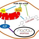 에스메디(S-MEDI) | 대장암에 대한 커큐민의 항암 특성: 논문 Review