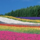 ファム富田 Farm tomita （現在の様子） 이미지
