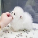 어벤져스켄넬 탑클래스펫 강아지분양 | 시흥강아지분양 미니비숑 켄넬에서