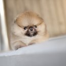 펫블리강아지&미라클고양이 이미지