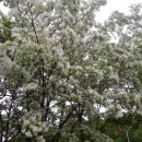 장원초교 이미지