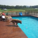 레이지독 이미지