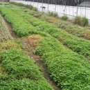 대천농장 이미지