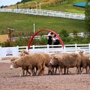 행운목장 이미지