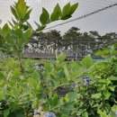 주전블루베리 이미지