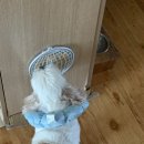 아뮤고나 이미지