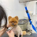 올블링펫살롱 이미지