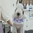 폴인럽 애견&고양이 미용 돌봄&호텔 | 9월 3일 고객님