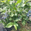 천평농장 이미지