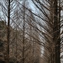 금강산명인갈비 | 담양 가볼만한곳,담양여행코스 /메타세콰이어,죽녹원, 강천산 구름다리