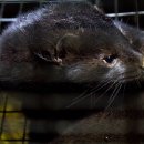 포유농장 이미지