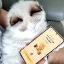 개인생활펫 | 카카오톡 펫보험 가입 후기 🐱｜고양이 보험 고민하다 직접 가입해본 솔직 후기