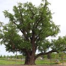 장덕리은행나무 이미지