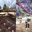 삼시세끼흑염소 헤럴드경제