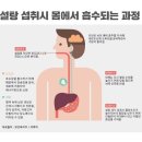 달달한 다이어트