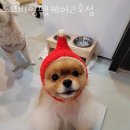 도그비잉펫케어 | 서울 강서구 애견호텔 도그비잉펫케어2호점 사용자리뷰 영업시간 위치