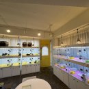 펫퍼스트 24시 강아지분양 고양이분양 이미지