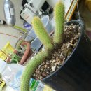 여우꼬리 이미지