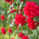 가곡강변로 이미지