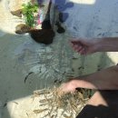 씨월드 피시 이미지