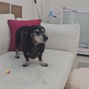 플라이봉 이미지