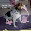 창원동물약국 이미지