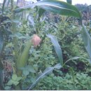 정산중학교 이미지