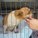 개랑, 마리 이미지