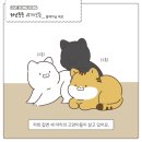 검은 고양이 깜돌이의 귀여운 버릇.jpg 이미지
