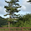 낮은굴뚝 애견펜션 이미지