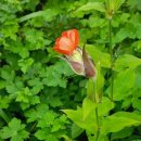 노고단-1 이미지