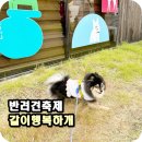 행복하개 | 서울 도봉구 반려견 축제_함께 행복하개 후기