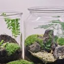 테라리움A 이미지