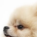 살랑살랑 이미지