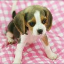 수원-1234 이미지