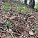 노용래농장 이미지