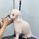 왈로하그루밍 이미지