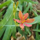 김해봉황초등학교 이미지