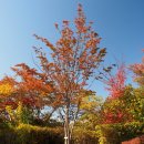 (주)나무대통령 이미지