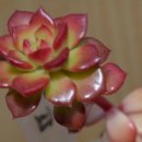 화경
