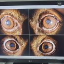 분당밝은아이동물병원 이미지