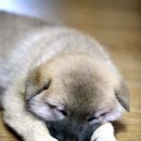 서산황진이 Daum카페