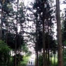 [전남] 걷고 싶은 숲길 - 장성 축령산 편백·삼나무숲(한겨레신문) 이미지