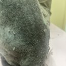 창원고양이미용 무냥무냥 이미지