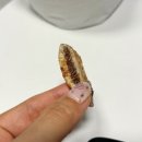 달미푸드